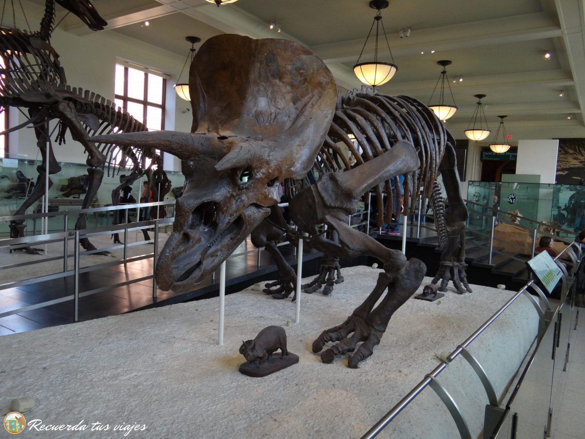 Museo de historia natural