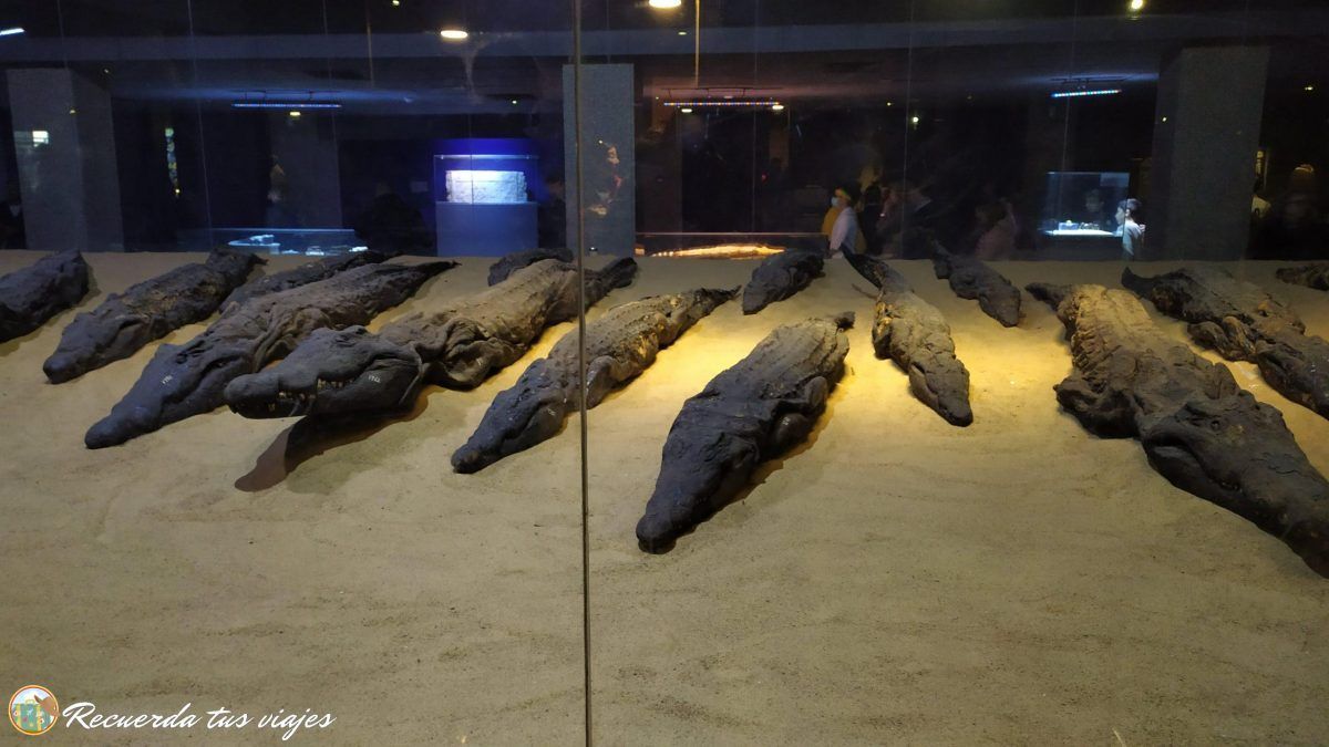 Museo de los cocodrilos