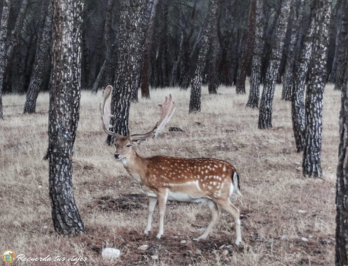 Gamo