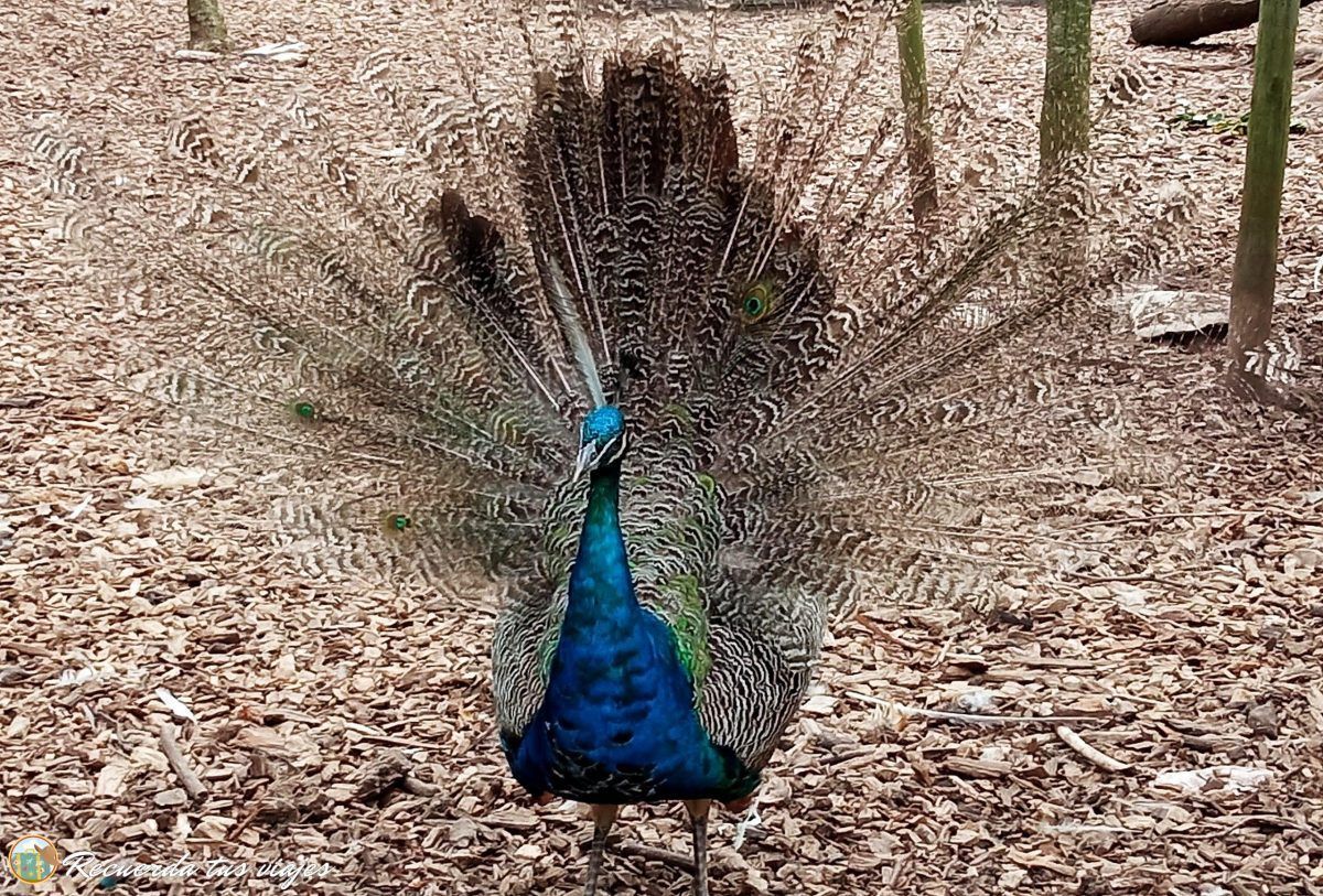 Pavo Real