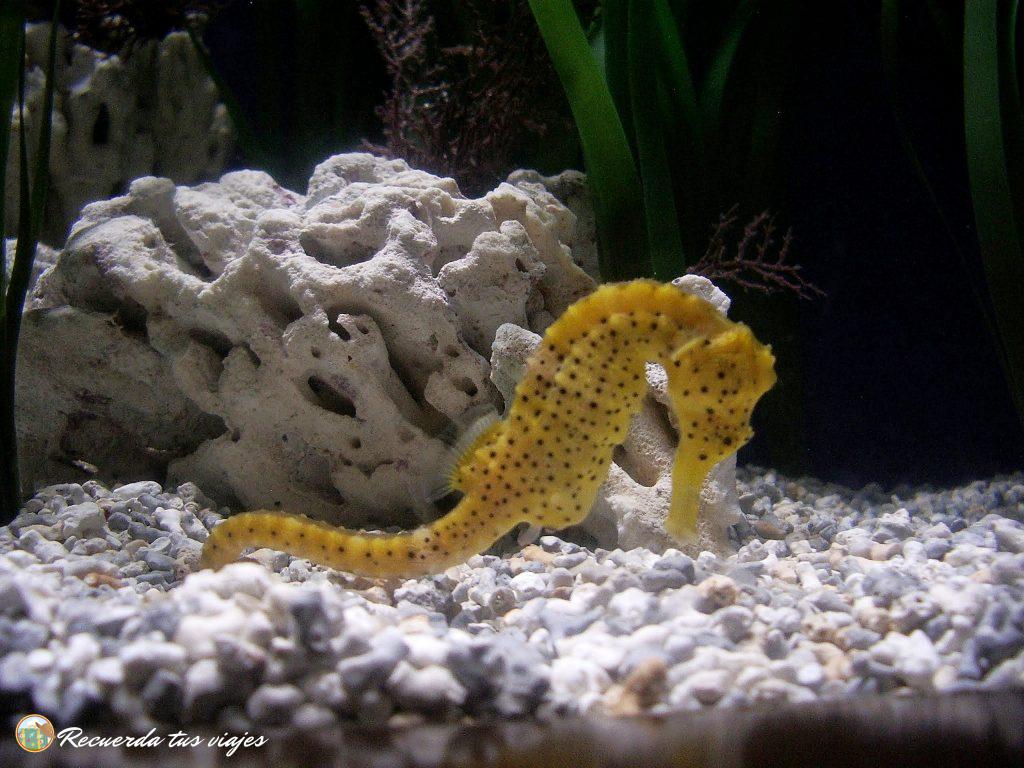 Oceanografic