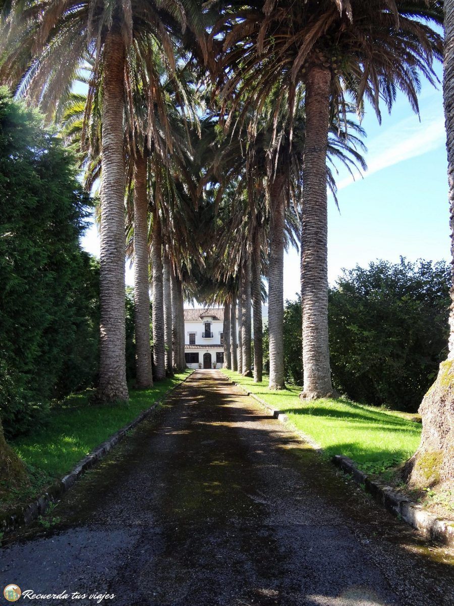 Las palmeras
