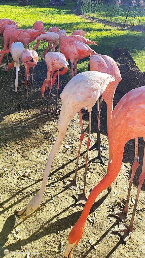 Flamencos