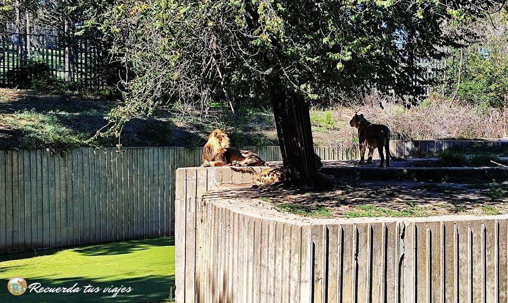 Leones