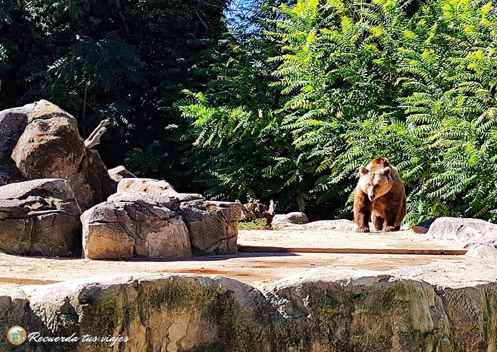 Oso - 1 día en el Zoo Aquarium de Madrid
