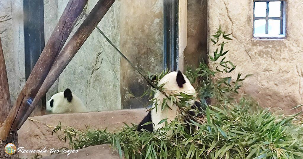 Osos Panda - 1 día en el Zoo Aquarium de Madrid