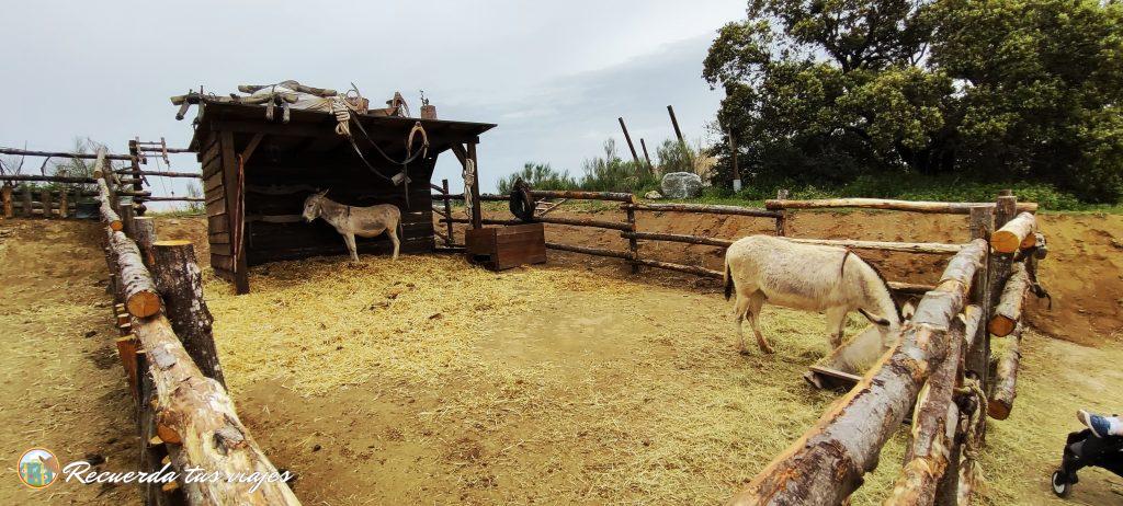 Animales por el parque