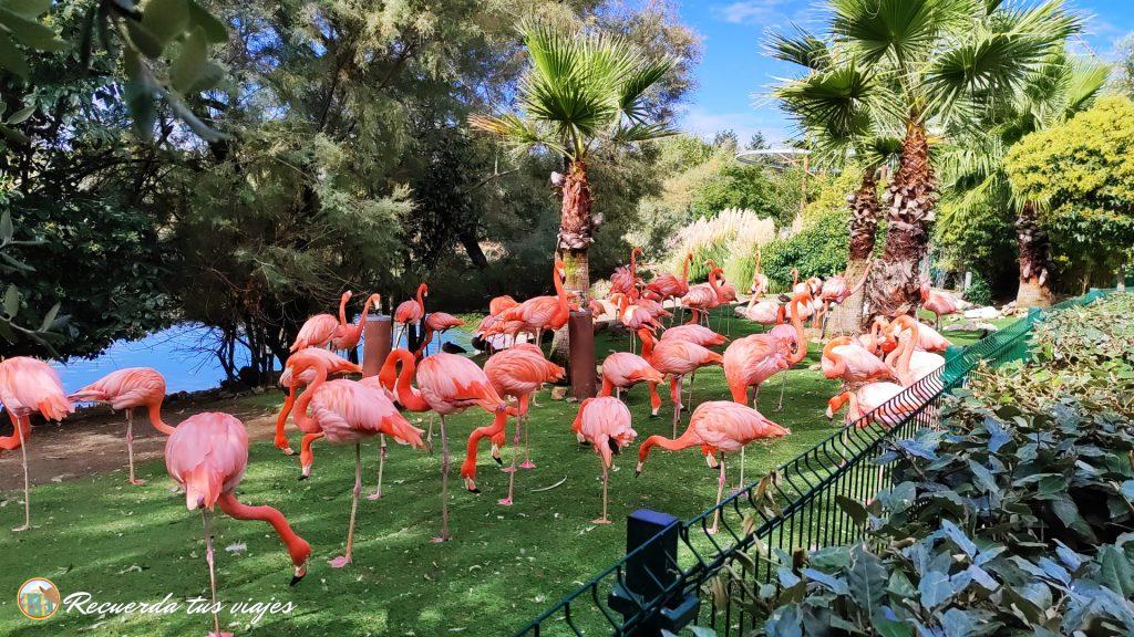 Flamencos - Planes para fines de semana con niños en Madrid