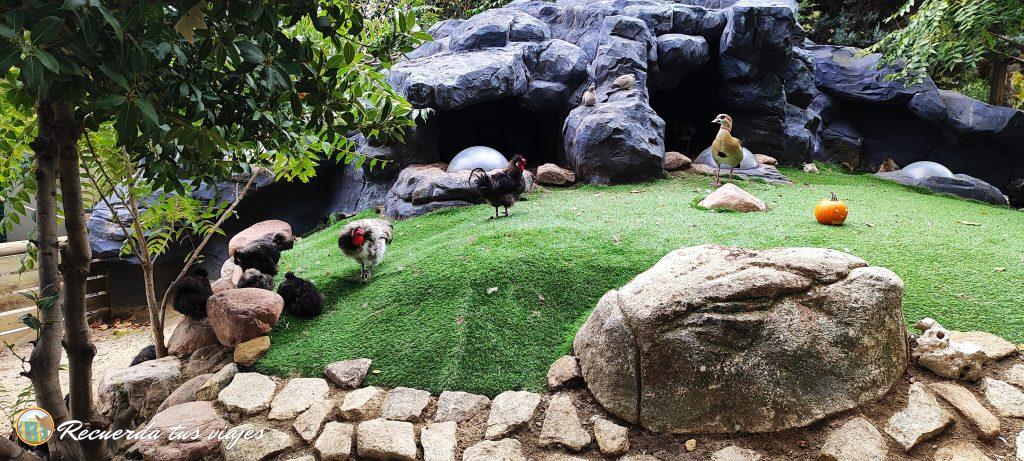 Gallinas