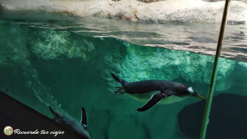 Pingüinos