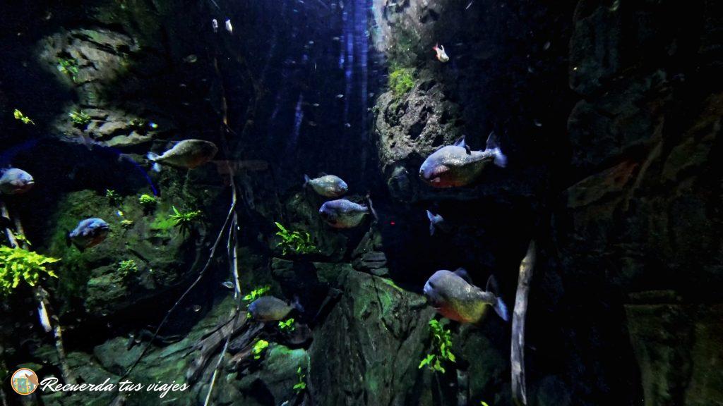 Peces