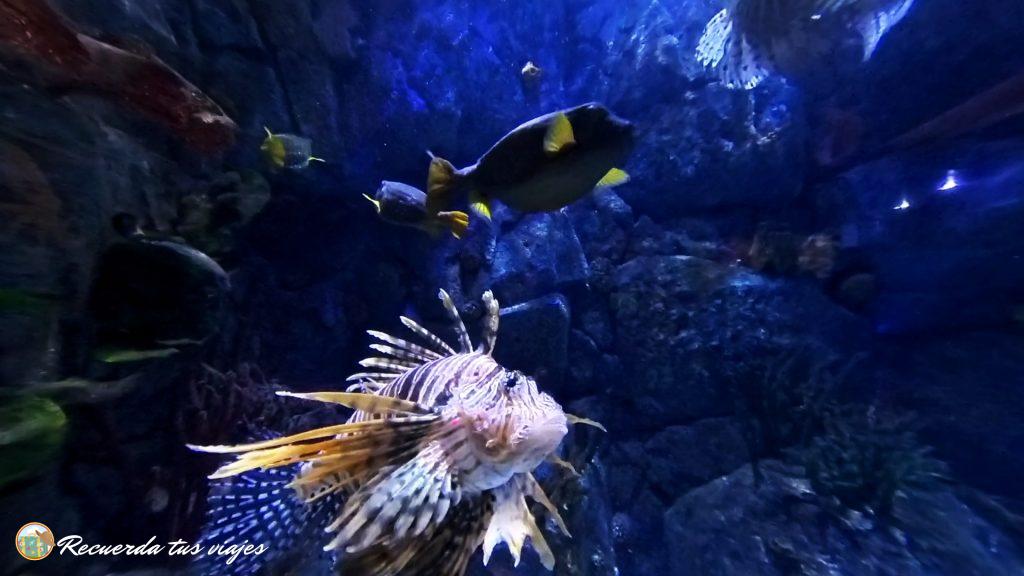 Peces venenosos - Planes para fines de semana con niños en Madrid